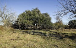 TBD Mockingbird Road, Brenham, TX 77833