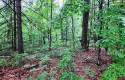 2.5acre Almy or Maple Hill Road, Howard City, MI 49329