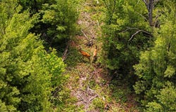 4011 W Forest Road, Lake City, MI 49651