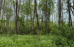 0 Mapledale Road, Bridgewater, NY 13318