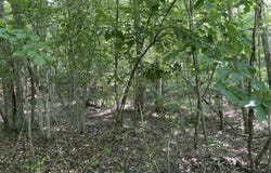 LOT 532 Whistle Valley Rd, New Tazewell, TN 37825