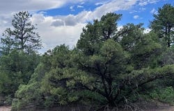 Lot 56 Upper Pinabete, Questa, NM 87556