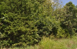 E 517th Road, Halfway, MO 65663