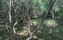 0 Lotta River Road, Sipsey, AL 35584