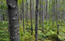 Pinelake PINE LAKE RD, Minocqua, WI 54548