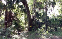 7245 SE 246 Terrace, Hawthorne, FL 32640