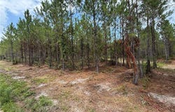 0 (lot 5) Corbitt Road, Manor, GA 31550