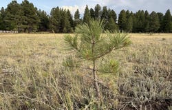 213 HIGH POINT Drive, Mormon Lake, AZ 86038