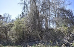 0 Gates Street, Rossville, GA 30741