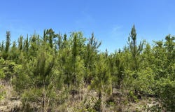 92+/- Ac Frost lane, Laurel Hill, FL 32567