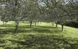 3 PHILLIPS LN, NELLYSFORD, VA 22958