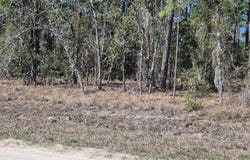 NE 137TH Avenue, WILLISTON, FL 32696