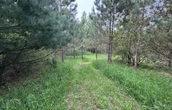 V/L 200th Ave, Tustin, MI 49688