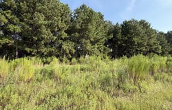 Highway 296, Stapleton, GA 30823