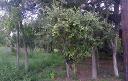 483 OAK KNOLL DR, San Antonio, TX 78228