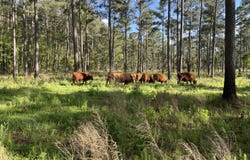 1647 Smoak Road, Walterboro, SC 29488