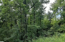 2036 Ridge Rd, Pigeon Forge, TN 37863