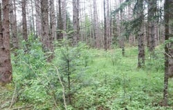 Lot 4 CTH J, Mercer, WI 54547