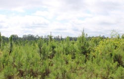 Pataula Park Road, Georgetown, GA 39854