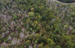 Old Dolph Road, Pineville, AR 72566