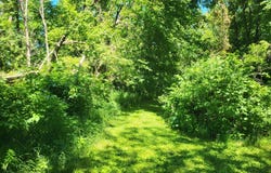 Big Chip Trail NW lot: 5, Garfield, MN 56332