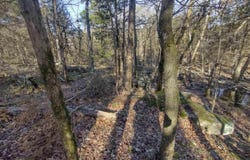 Tract 1 HWY 14 E, Mountain View, AR 72560