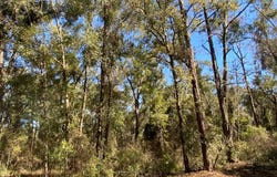 OBrien, FL 32071