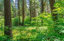 TBD Starkes Grade Road, Pollock Pines, CA 95726