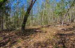 5508 Sealy Ann Mountain Rd, Adger, AL 35006