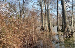 BONNE IDEE HIDEAWAY ROAD lot: 76 & 77, .75+-Ac, Mer Rouge, LA 71261