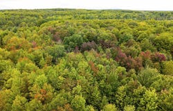 Shively Road, Fife Lake, MI 49633