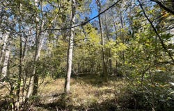 272 Hwy 35, Collins, MS 39428