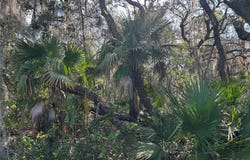 COUNTY ROAD 445A, ASTOR, FL 32102