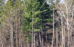 292ND STREET, WILSON, WI 54027