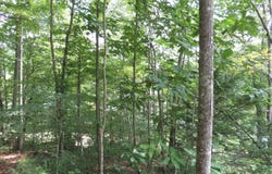 0000 Chaney Ridge Road, London, KY 40741