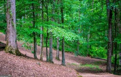 573 Poplar Place, Wedowee, AL 36278