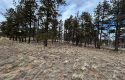 788 Wagon Wheel Road, Hartsel, CO 80449