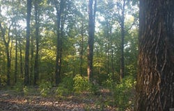 Burnham Mountai E HWY 8 E, Glenwood, AR 71943
