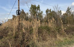 Holly Ridge Rd, Rayville, LA 71269