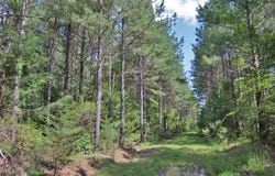 0 Buckhorn Road, Bullock, NC 27507
