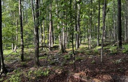 103 Elm Lane, Greentown, PA 18426