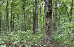 328 James Turner Road, Tracy City, TN 37387