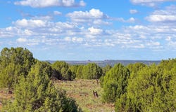 8026 Colt Ln. Lot 4, Show Low, AZ 85901