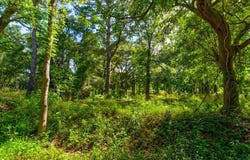 000 Arsburn Road, James Island, SC 29412