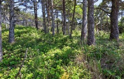 T/L 4600 NW Raspberry Lane, Seal Rock, OR 97376