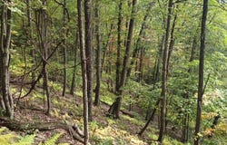 0 Indian Camp Run Road, Renovo, PA 17764
