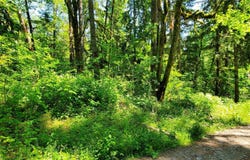 8290 MT Baker HWY, Deming, WA 98244
