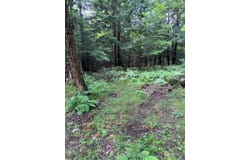 80 Acres N BRANCH ROAD, Wittenberg, WI 54499