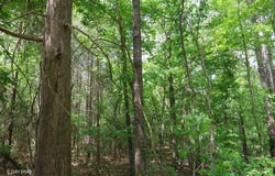 000 WILLARD TAYLOR RD, Dodson, LA 71422