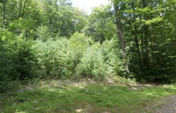 Lot 005 Hebo Hybo Road, Acton, ME 04001